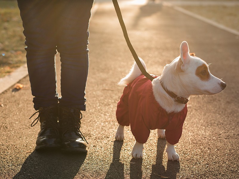 person walking dog