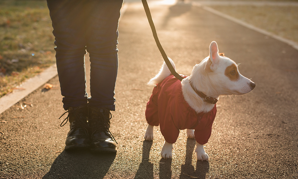 person walking dog